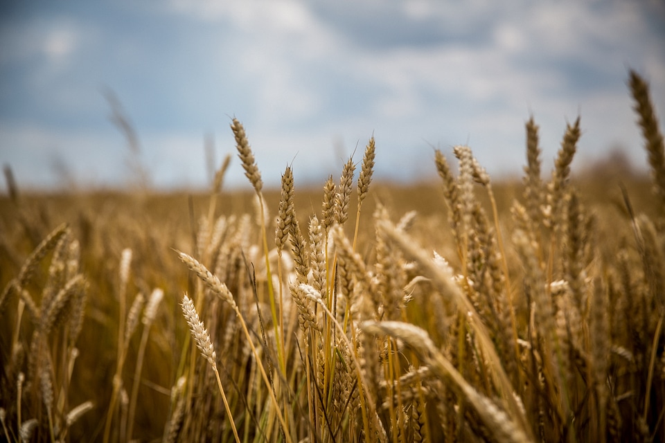 Wheat Field in Summer Time