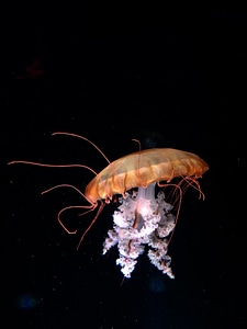 Beautiful Pacific Sea Nettle Jellyfish on Black photo