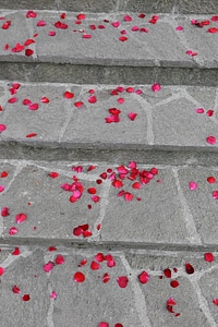 Stairs petals pavement photo