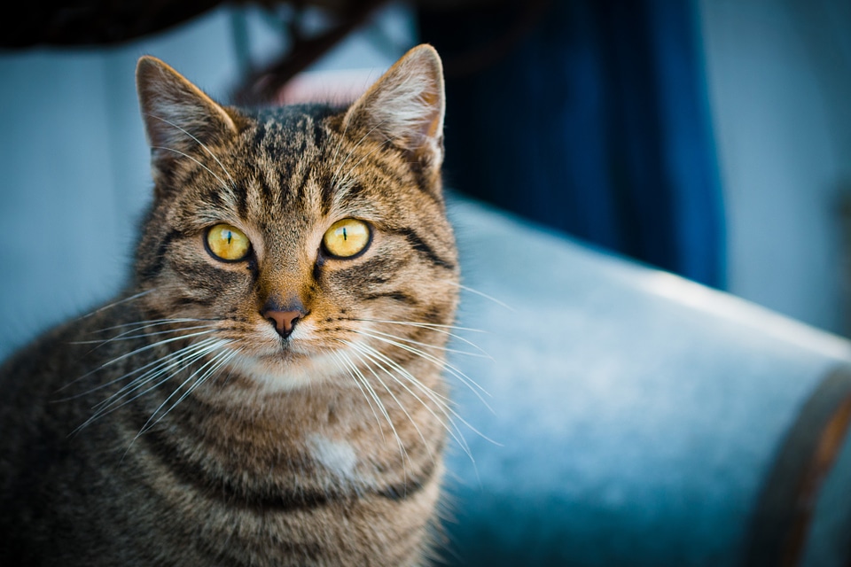 Gray Cat with Yellow Eyes Portrait