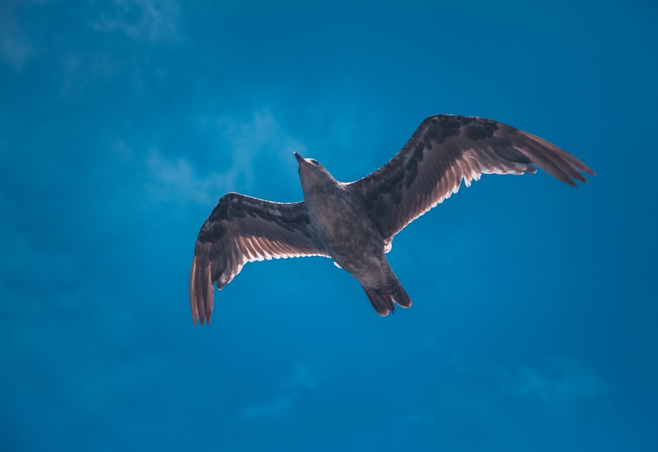 Large Bird Soaring on a Deep Blue Sky