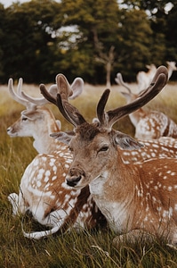 Deer in the Clearing Lie and Rest photo