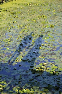 Lily Pad swamp person