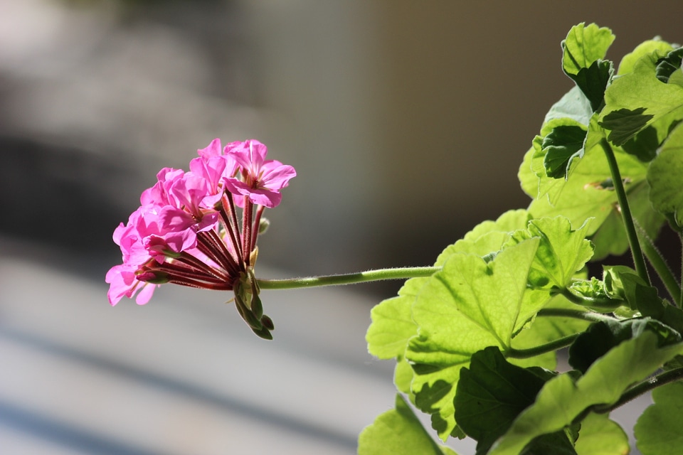 Flower concerning plant