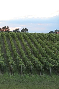 Vineyard hillside hilltop photo