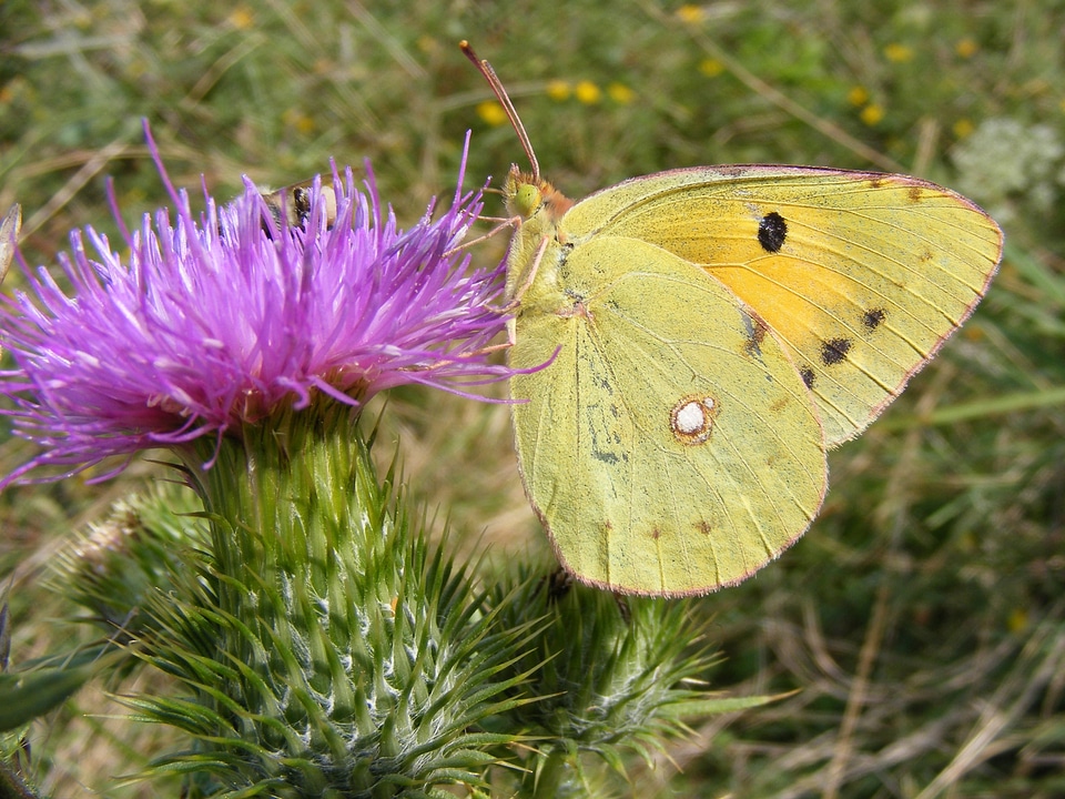 Insecta grass flower