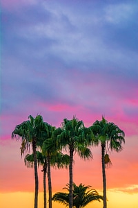 Palm Trees against Colorfull Sky photo