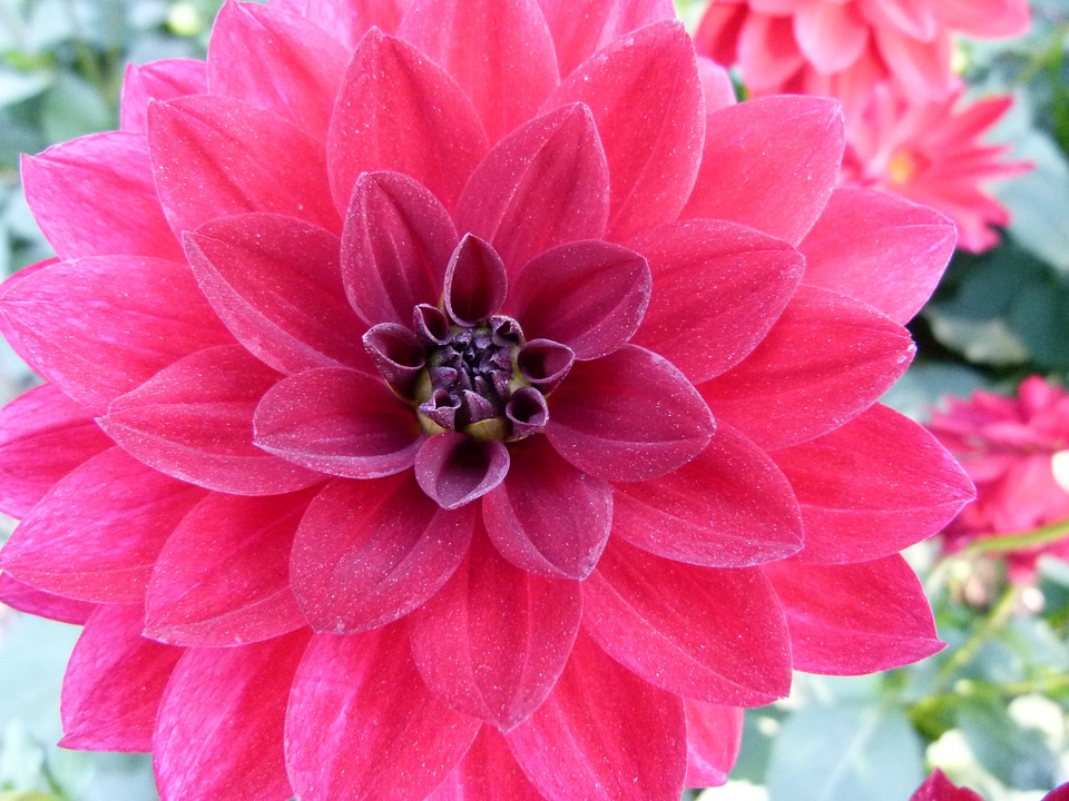 Garden nature outside