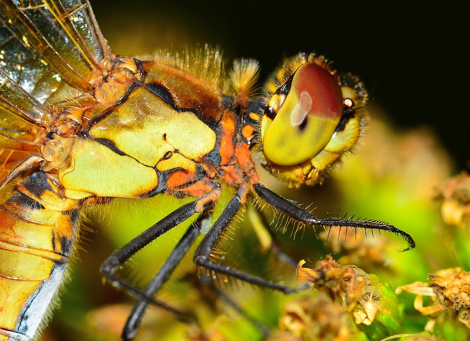 Insects dragonfly macro