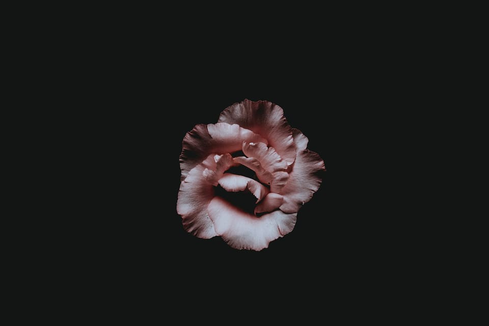 Pink Flower on Black View from Above