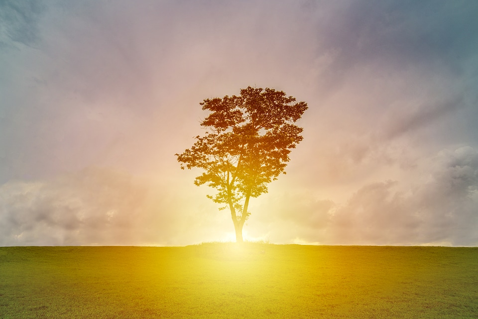 Silhouette of Tree against Sunset photo