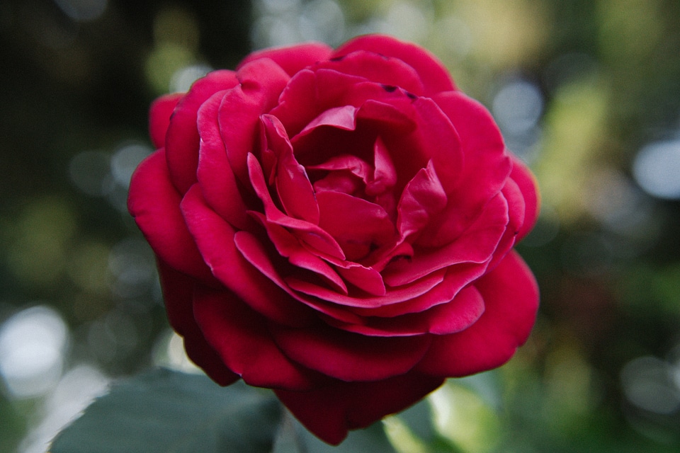 Blooming Red Rose in the Garden