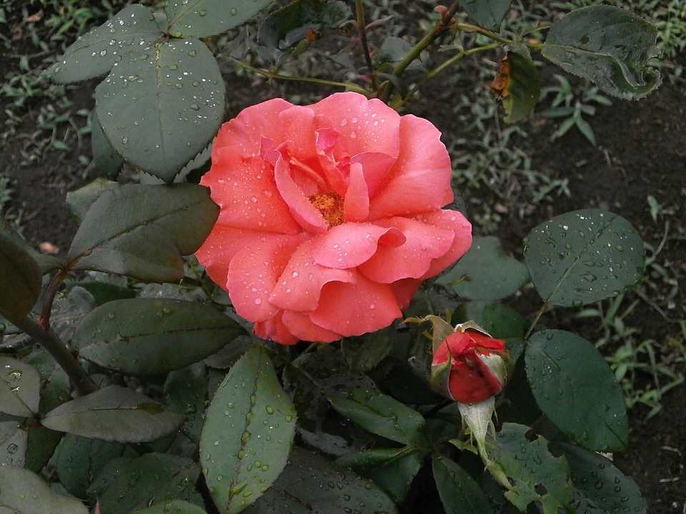 Pink flower after the rain rose garden