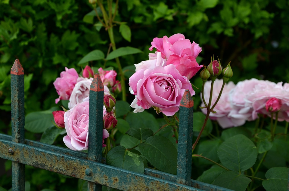 Pink rosebush rose bloom