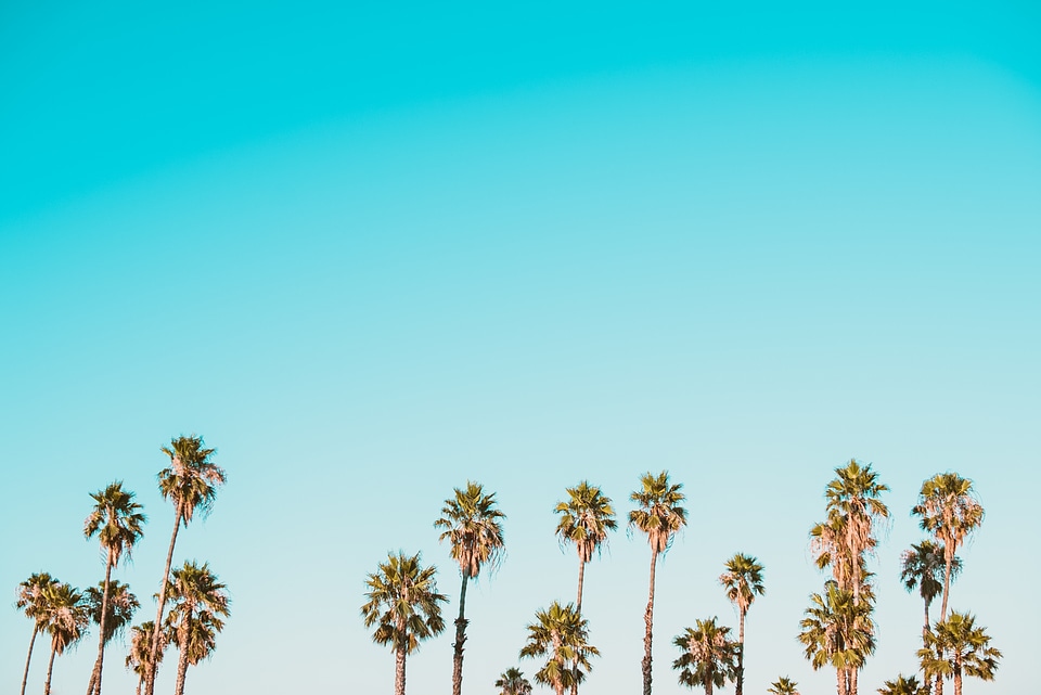 Palm Trees in the Blue Sunny Sky