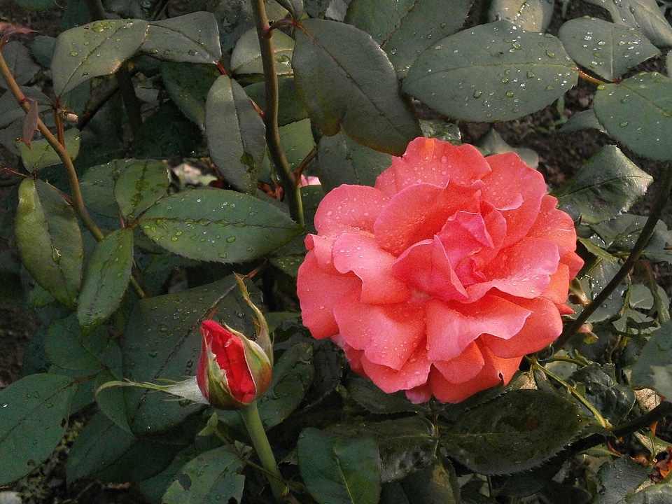 Pink flower after the rain rose garden