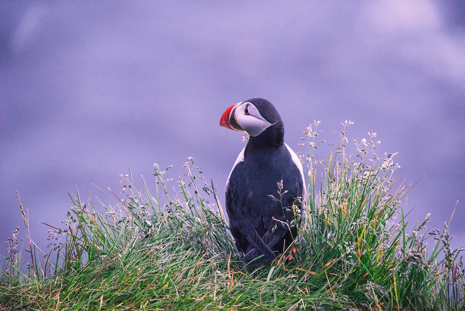 Puffin Sitting in Grass