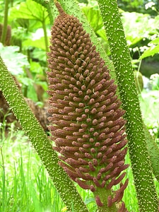 Bloom inflorescence giant rhubarb photo