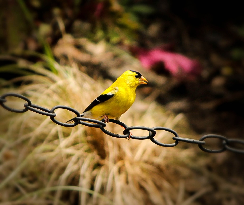 Yellow bird bird fly