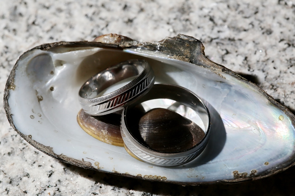 Gold seashell wedding ring