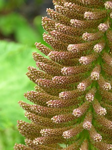 Bloom inflorescence giant rhubarb photo