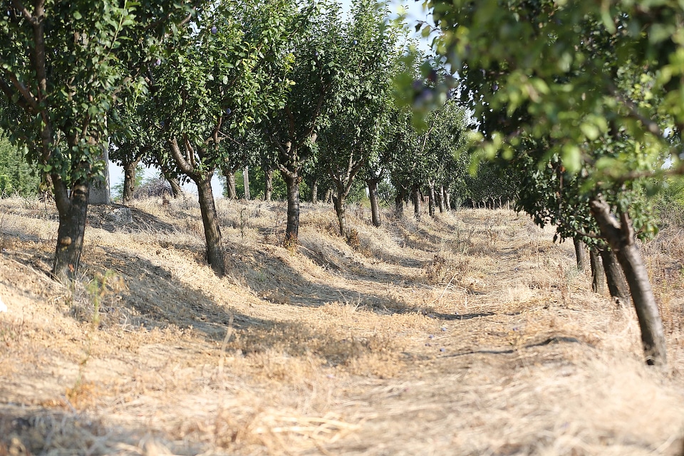 Orchard agriculture summer season