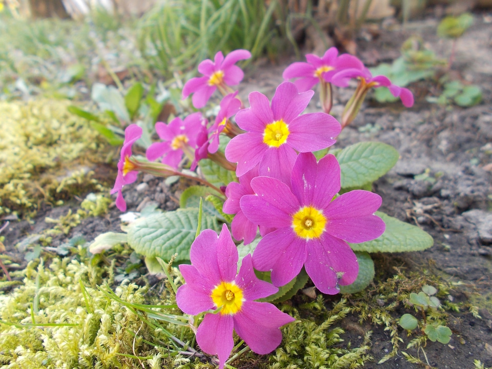 Floral plants natural