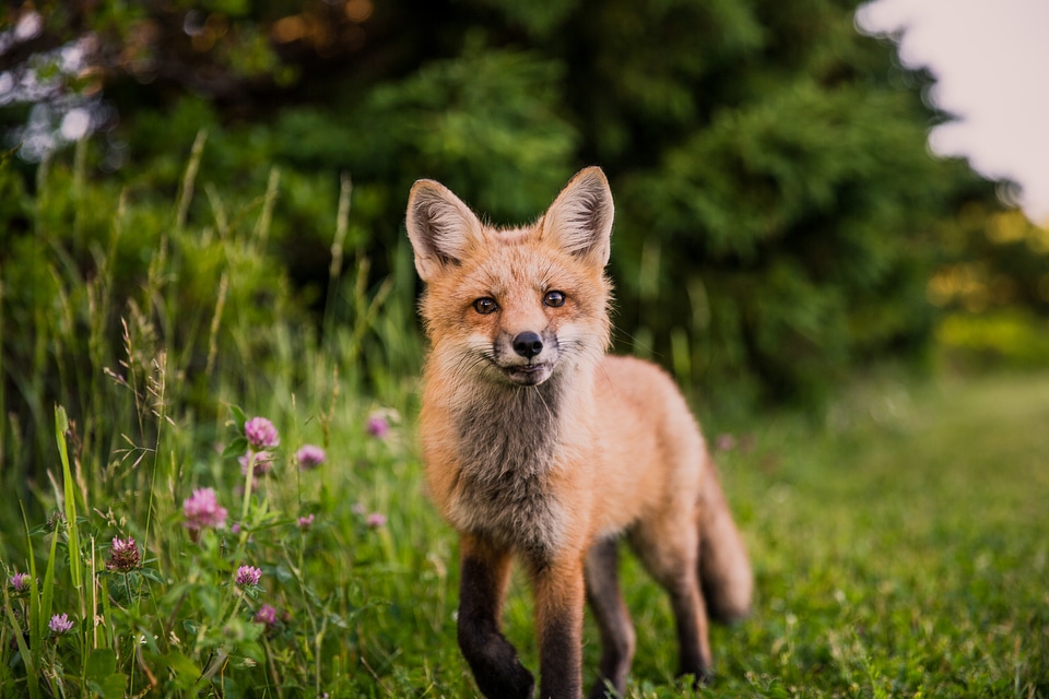 Cute Red Fox on the Meadow