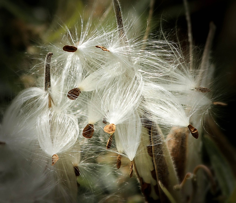 Follicles pappus silk