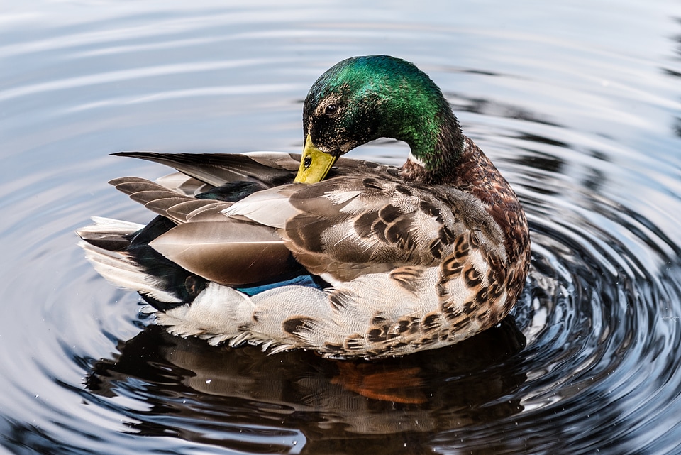 Closeup of Swimming Male Mallard