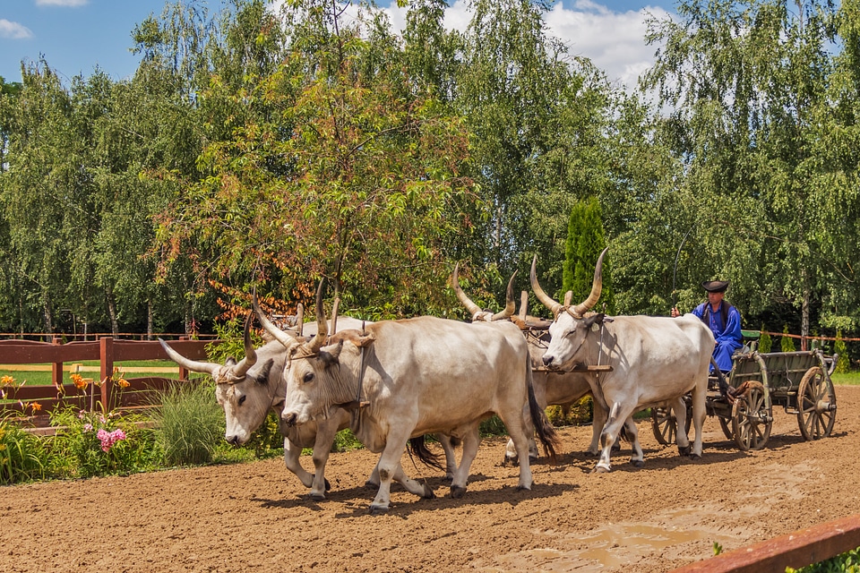 Hungarian animals pets