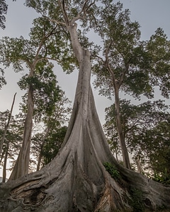Trees with Big Roots photo