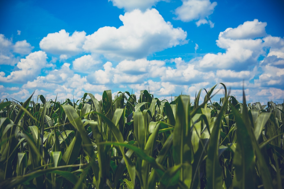 Delicate White Clouds above the Field of Corn