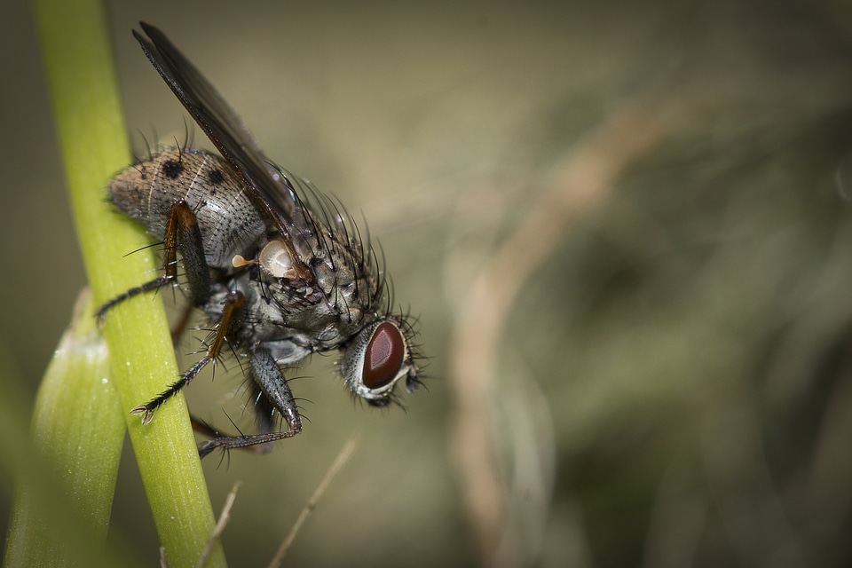 Closeup ofFly on Grass Blade