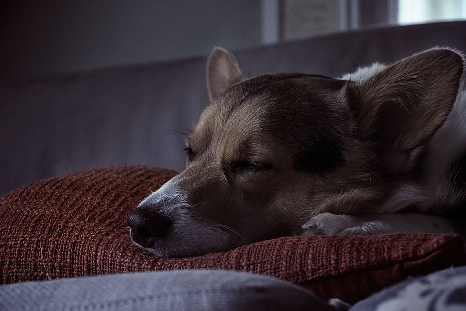 Dog Sleeping on the Pillow photo
