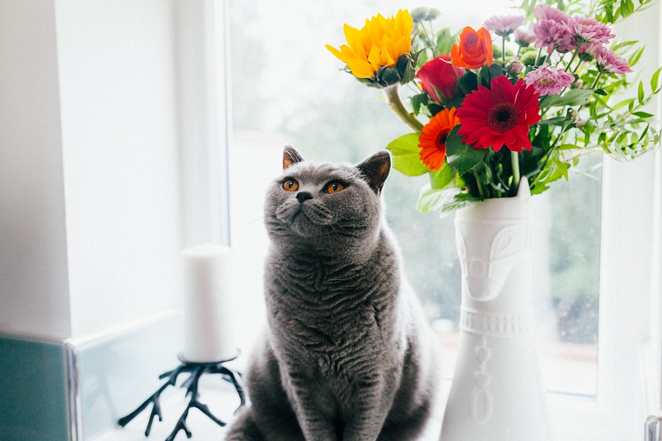 Gray British Shorthair Cat Sitting on Windowsill