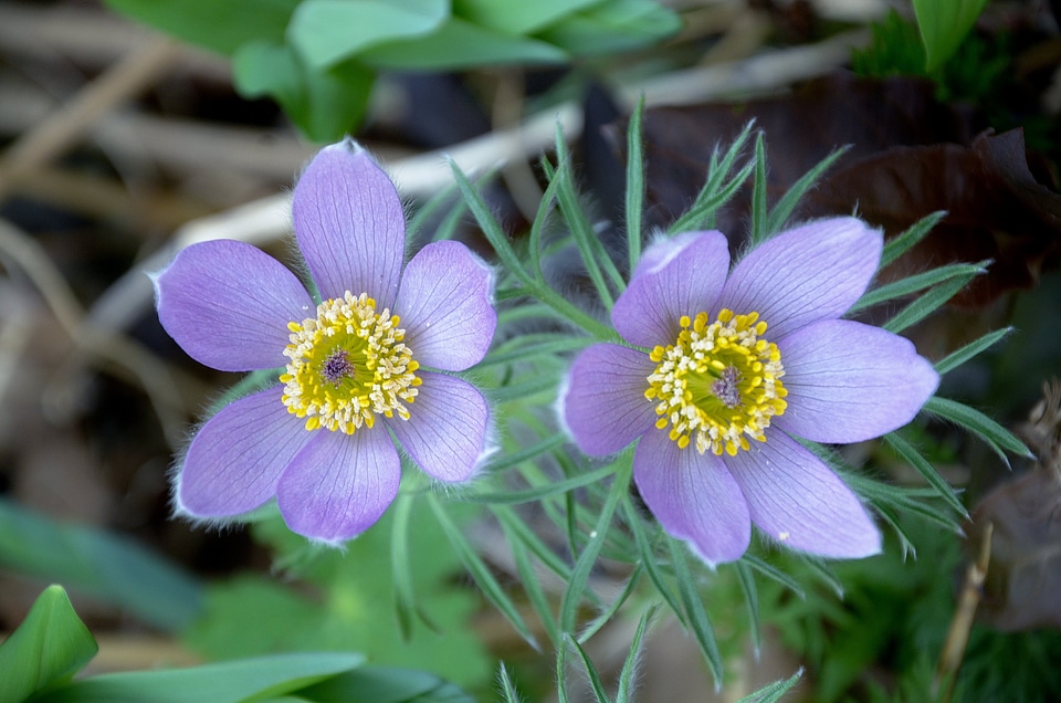 Spring purple bloompurple