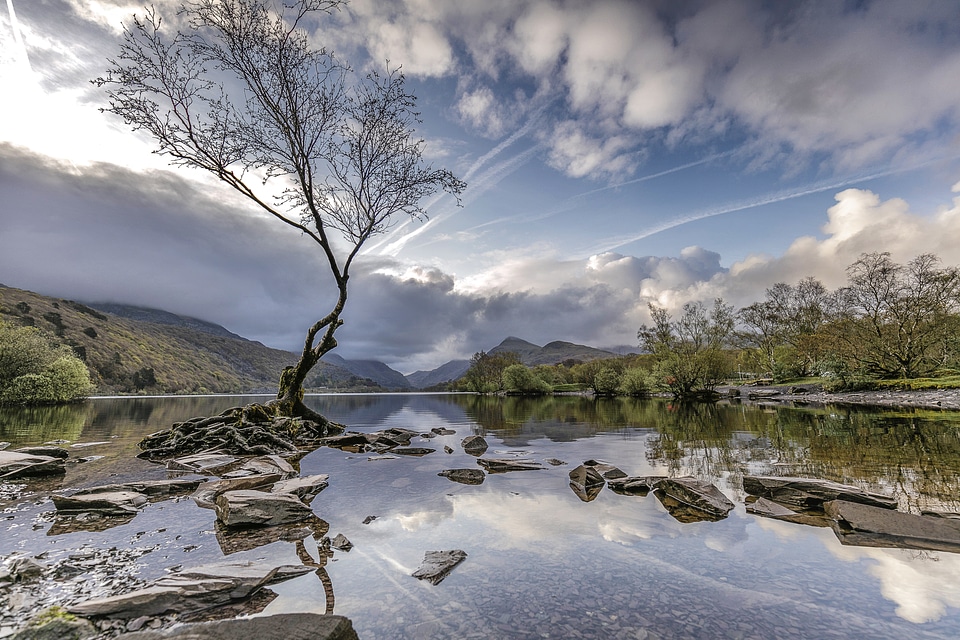 Lonely Tree next to a Mountain River photo