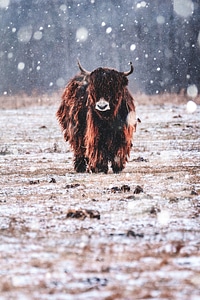 Yak on the Field While It Is Snowing photo