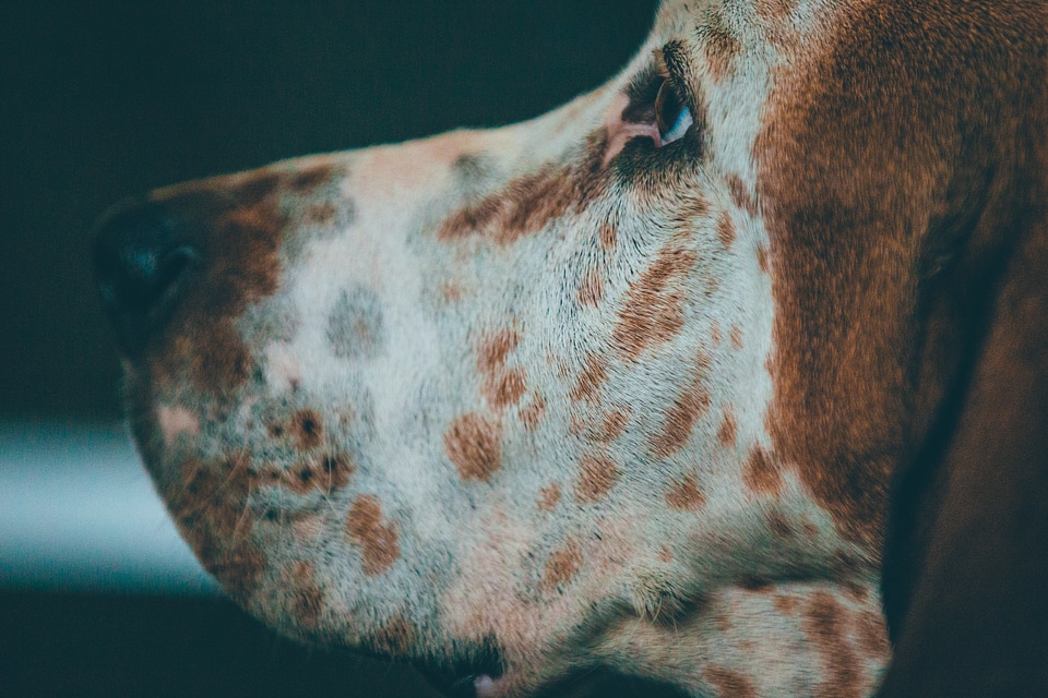 Closeup of a Basset Hound Head