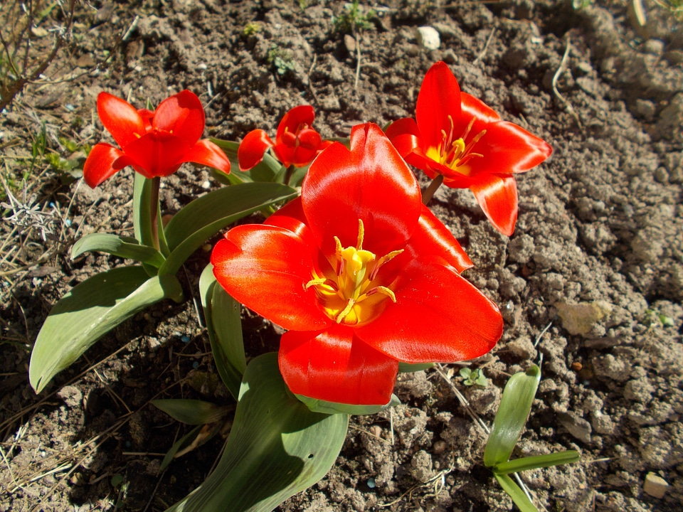 Plant natural blossom