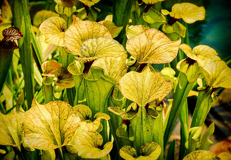 Floral plant natural