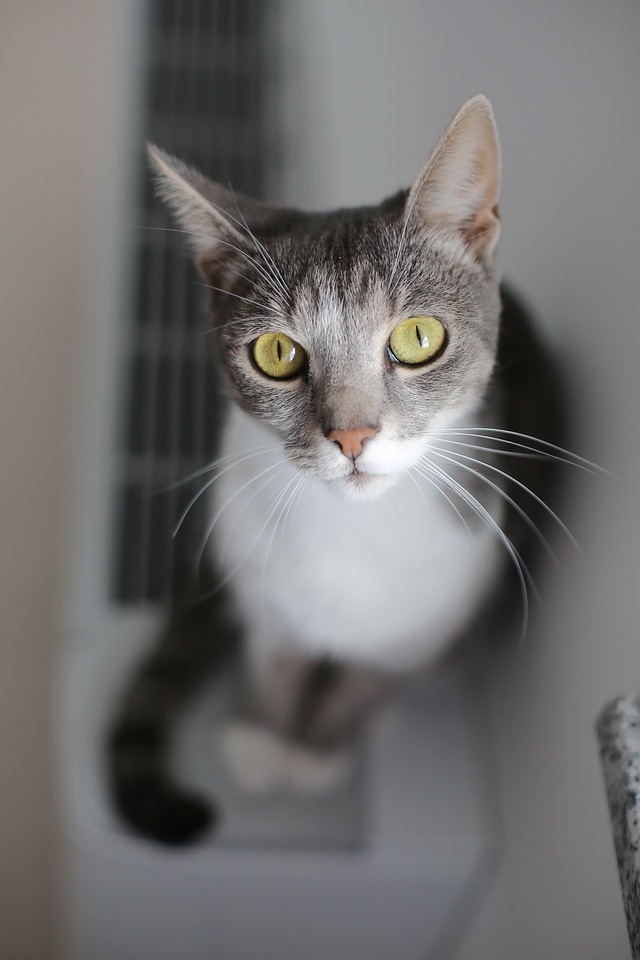 Greenish Yellow eyes portrait