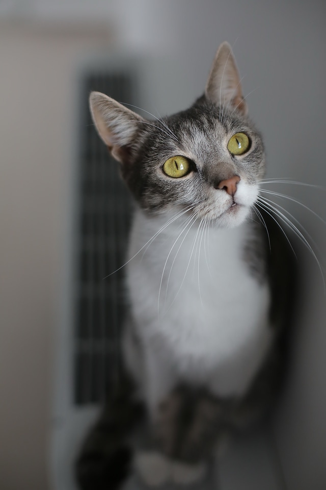 Grey domestic cat kitten