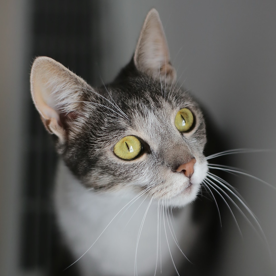 Domestic Cat eyes looking