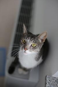 Curious grey domestic cat photo