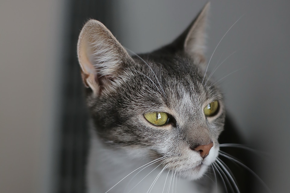 Domestic Cat head close-up
