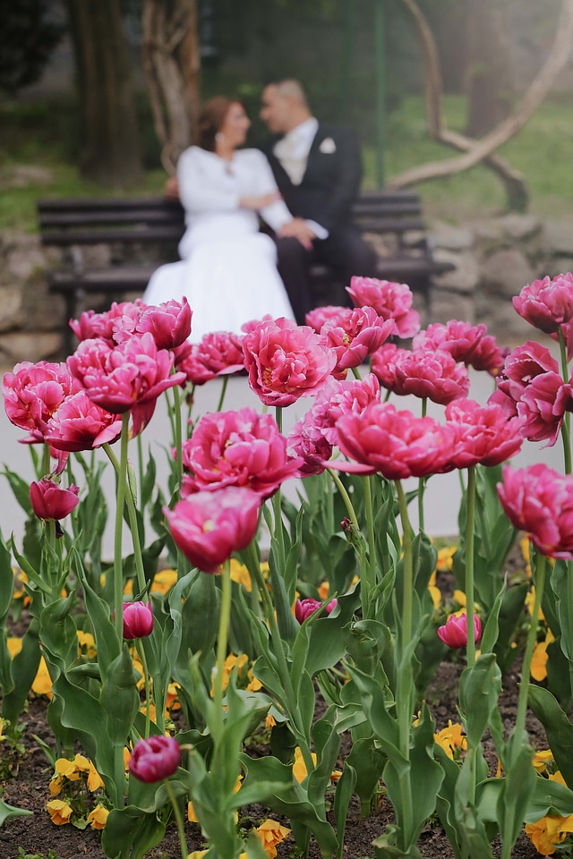 Garden tulips romantic