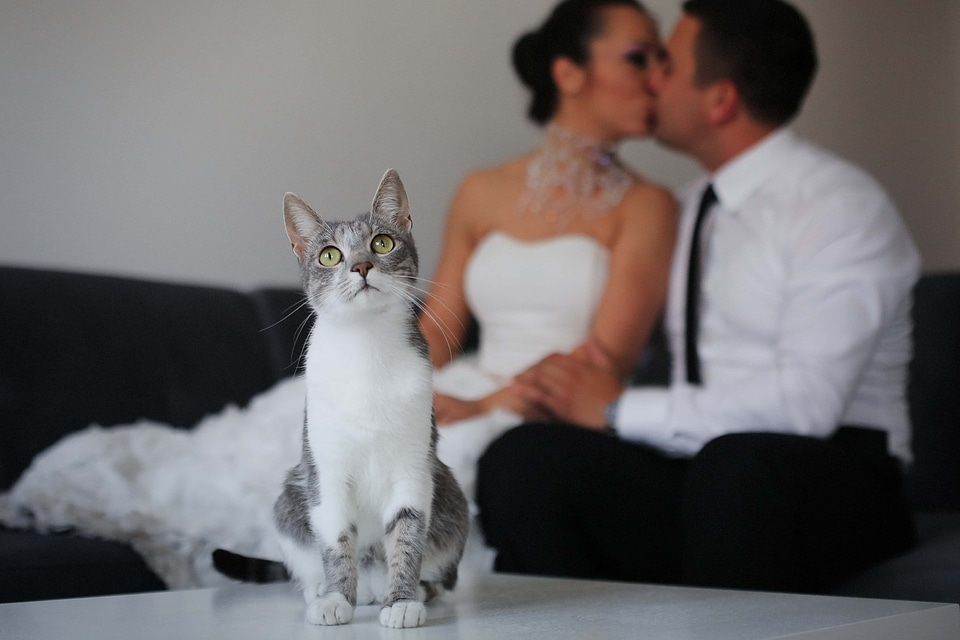 Domestic Cat adorable bride