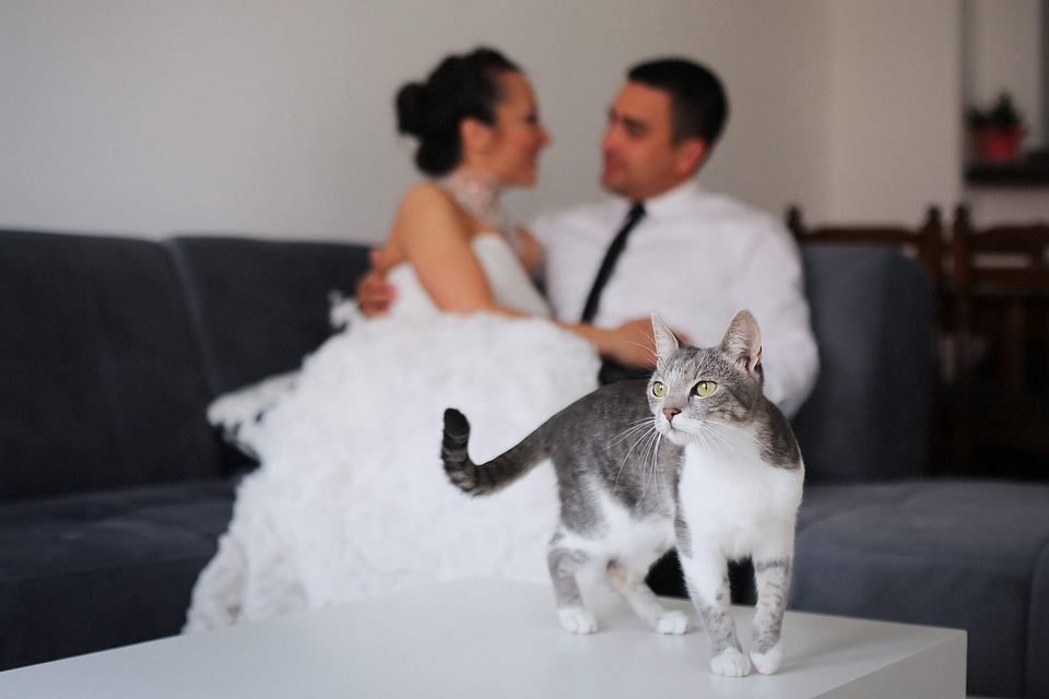 Domestic Cat bride apartment